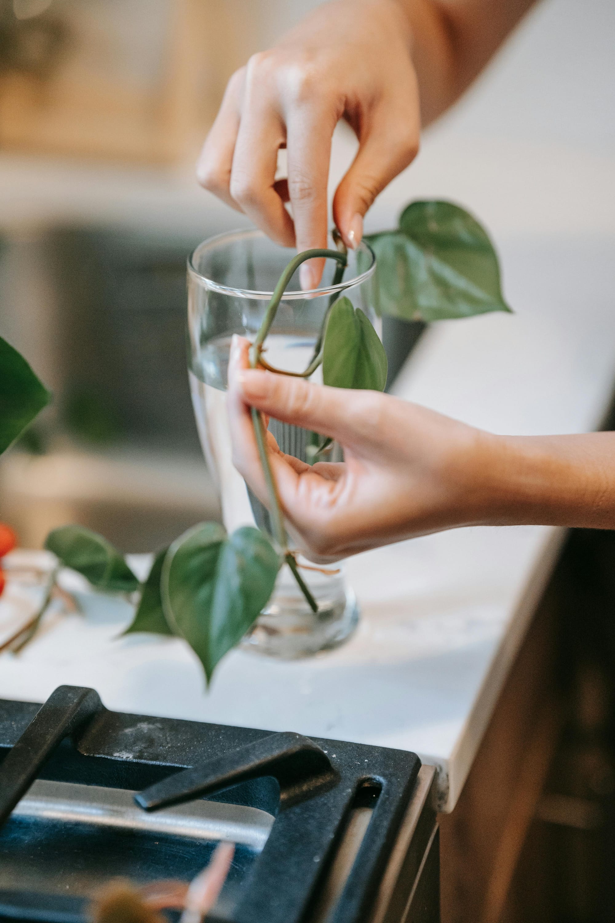 How to Propagate Plants from Cuttings at Home: A Beginner's Guide