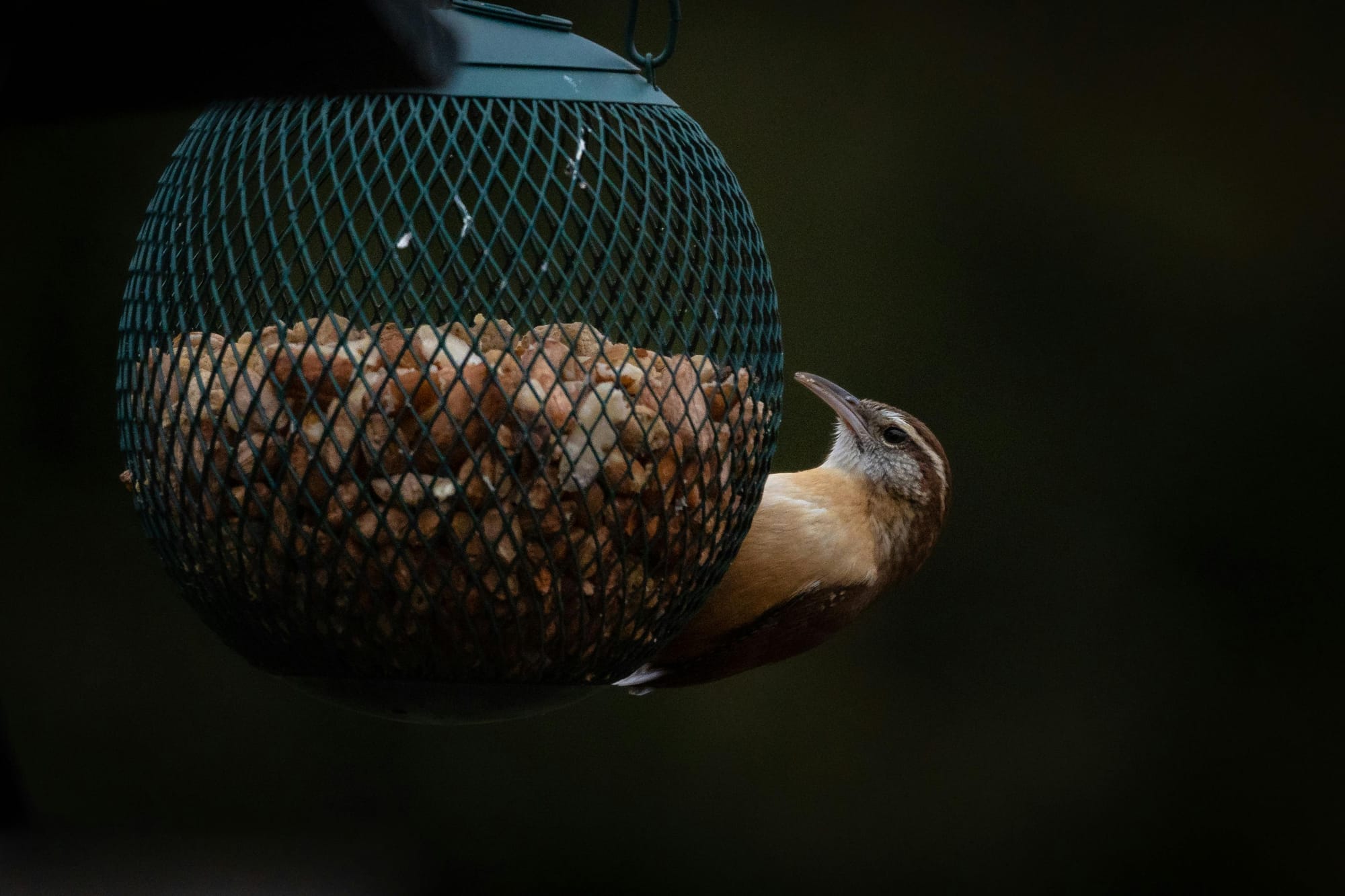 Avoid This Bird Feeder Mistake to Keep Rats Out of Your Garden