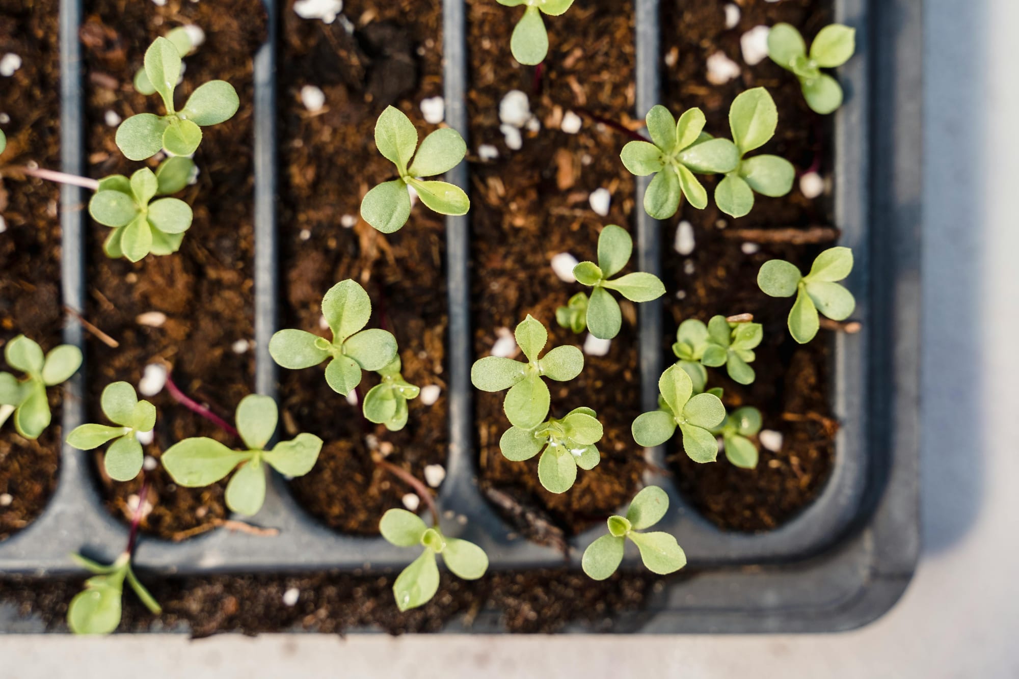Why I Started Growing Greens Blog